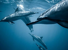 华体会体育官网：你值得信赖的体育娱乐新阵地